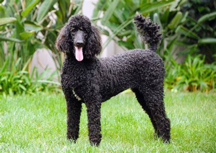 Standard Poodle