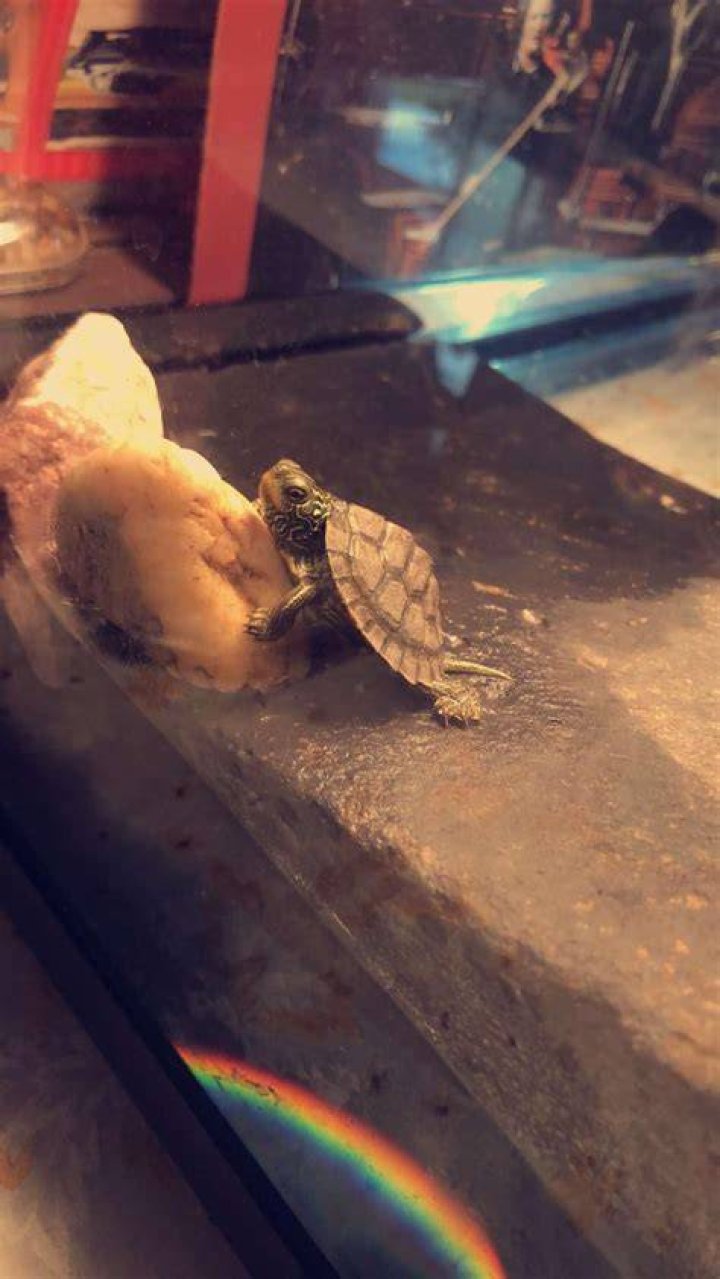 submit a pet pk turtle