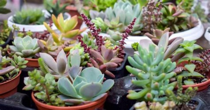 succulent plant