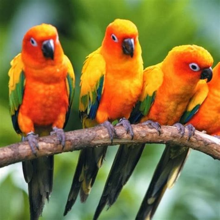 sun-conures