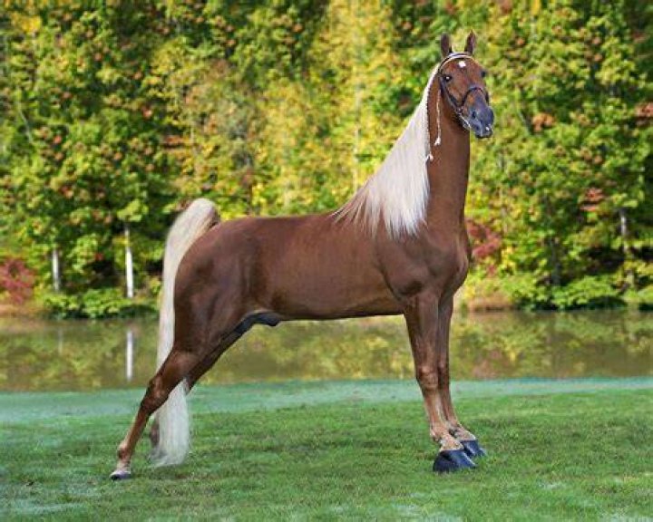 Tennessee Walking Horse