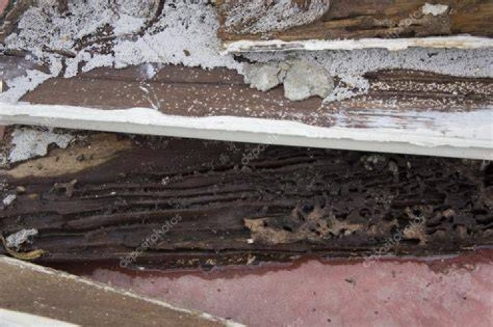 termite damage rotten wood nest