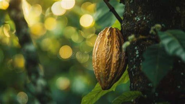 The effects of the cacao-based powder are said to last about 30 minutes to an hour. Photo / Getty