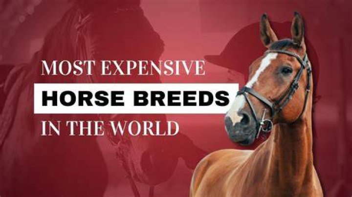 The horse will be most successful if he teams up with the Tiger this year. Photo / Daily Mail