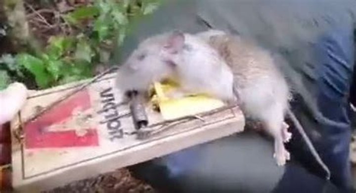 The rat measured nearly 40cm.