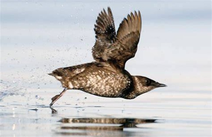 The Xantus’s Murrelet on the sea The Xantus’s Murrelet on the sea