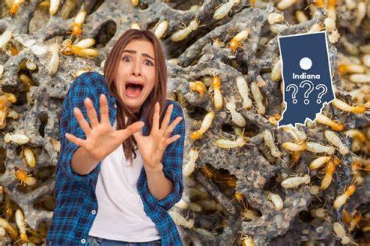 This Is the Most Termite Infested City in the Country