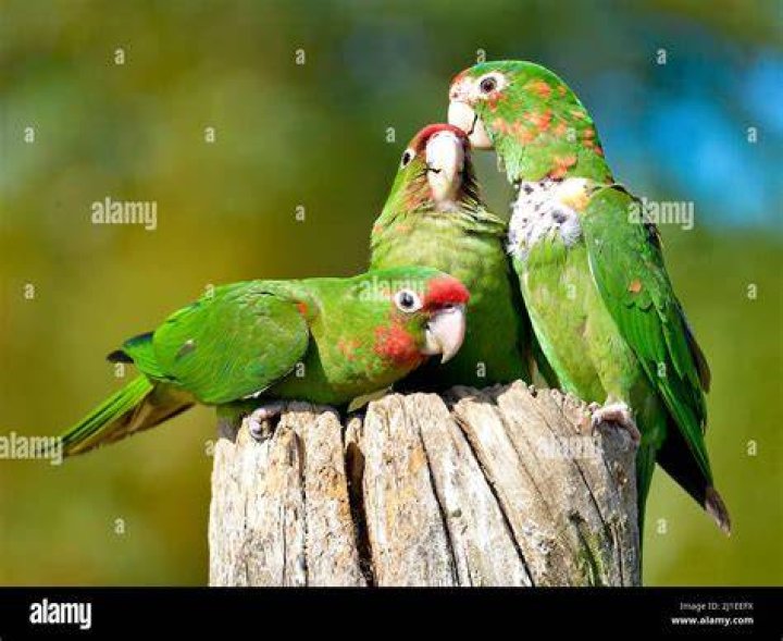 Three Mitred Parakeets
