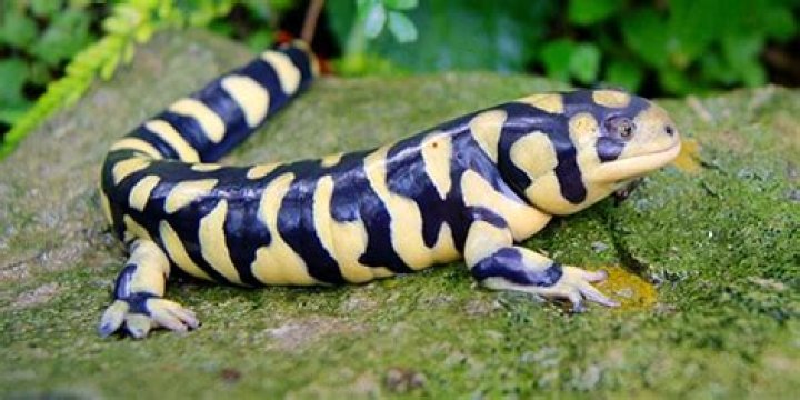 Tiger Salamander: Care Sheet, Pictures & More