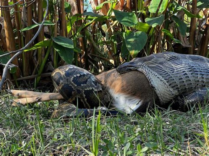 TikTok of snake eating snake TikTok of snake eating snake