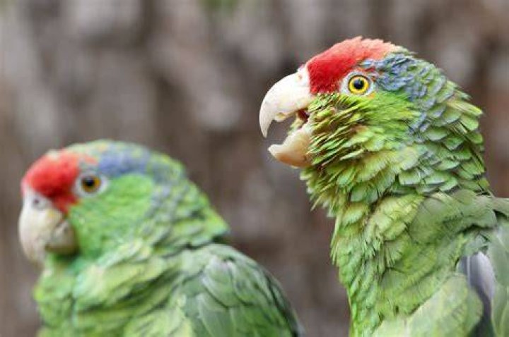 Top 14 Amazon Parrots to Keep as Pets (With Pictures)