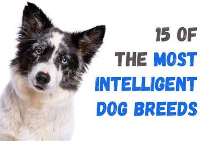 Top 15 Smartest Dog Breeds (with Pictures)