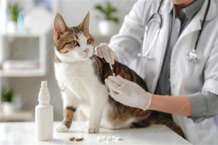 treating cat's pink eye with drops