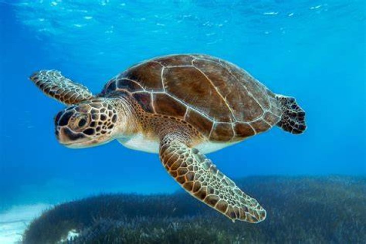 turtles playing_Piqsels