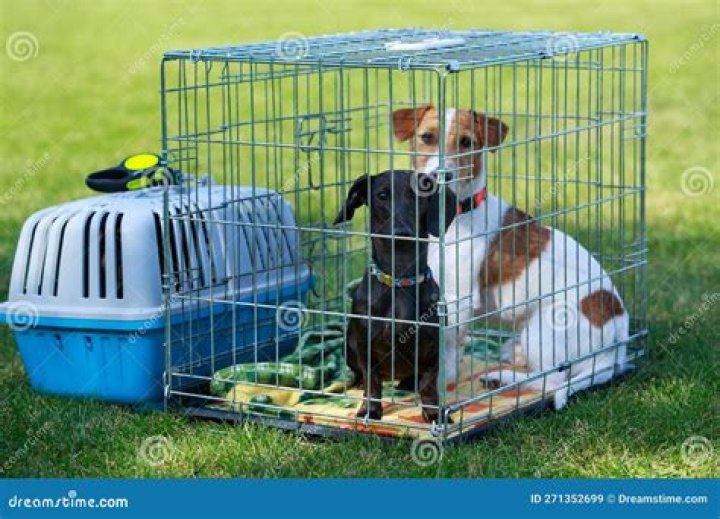 two dogs in a cage