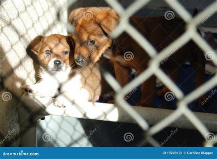 two puppies in a cage puppy mill