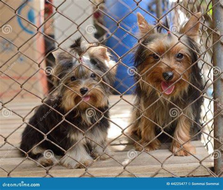 Two puppy locked in the cage