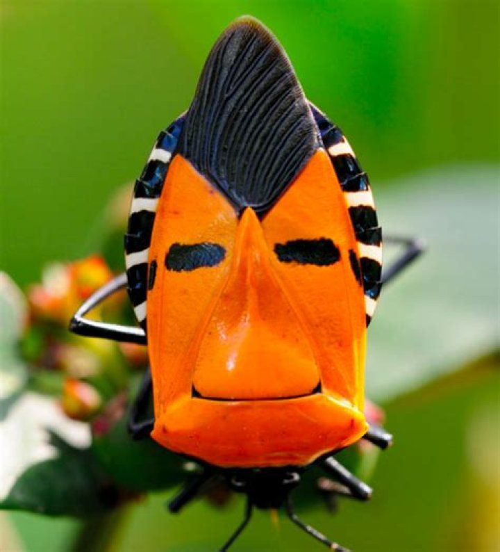 Unusual bugs Unusual bugs