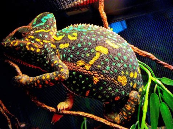 Veiled chameleons