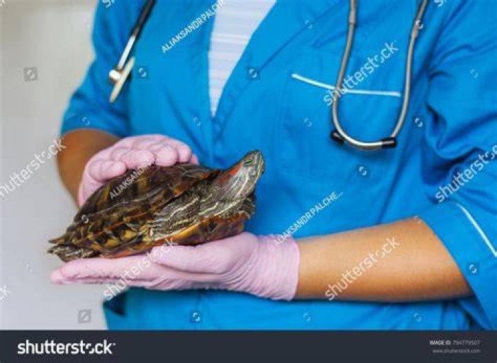 veterinarian keeps a turtle