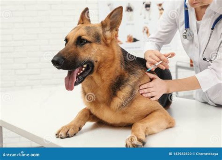 veterinarian vaccinating German Shepherd dog