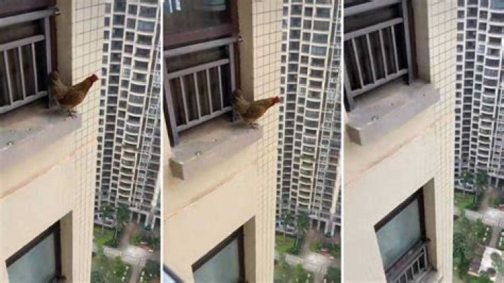 Video of Chicken Jumping Out of Tall Building Goes Viral With 119 Million Views: “He Believed He Could Fly”