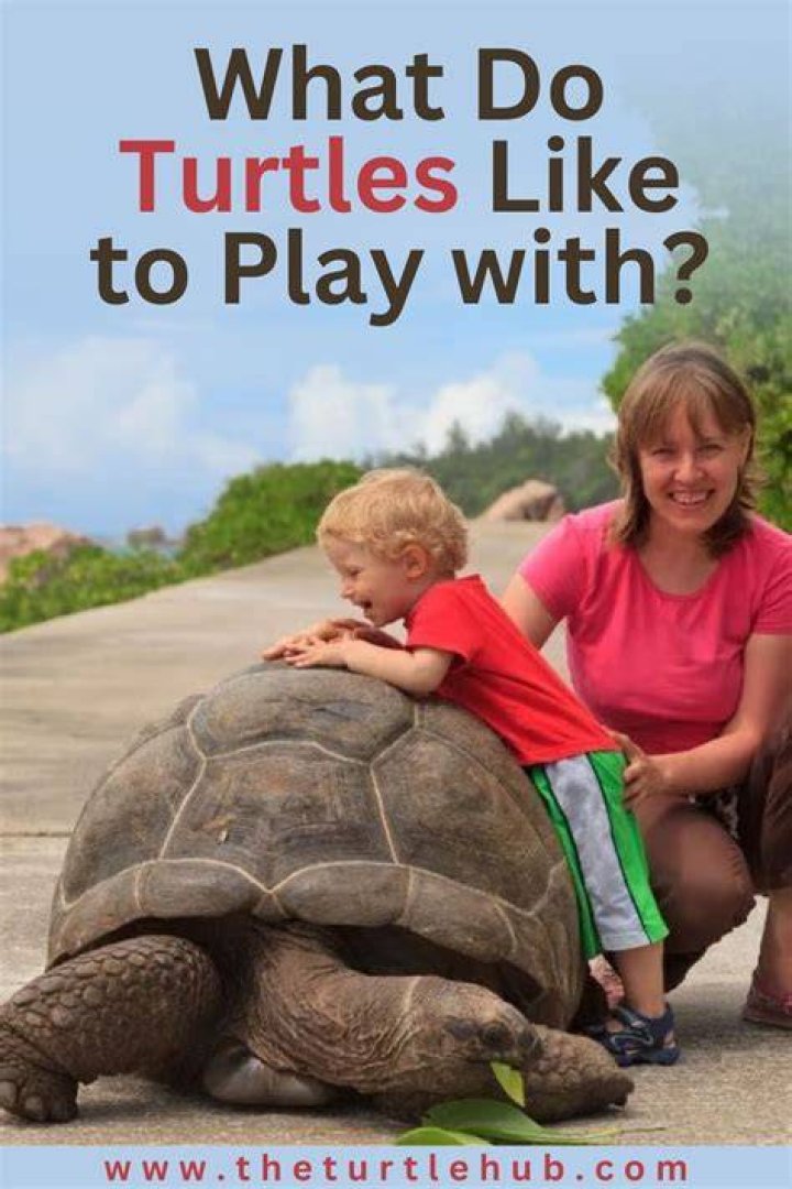 What Do Turtles Like to Play With? 4 Top Options