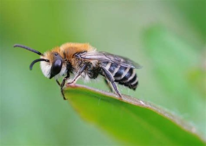 What is BEE?