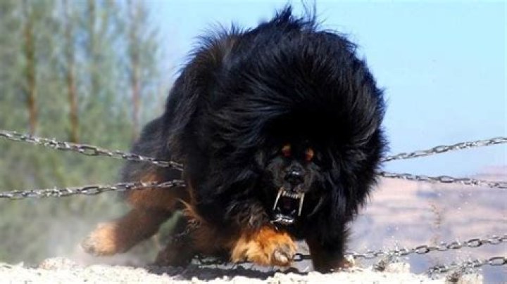 What is the strongest dog breed in the world?