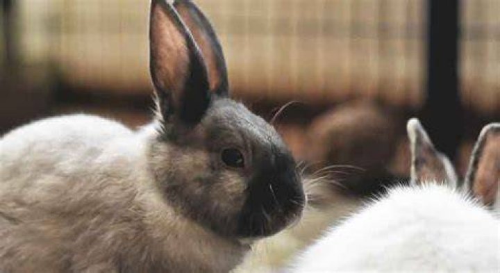 When Do Rabbits Stop Growing? Average Rate and Size