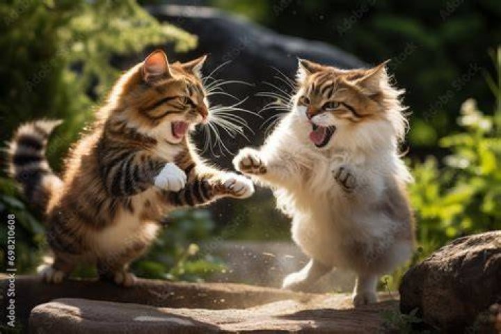 white and red cats fighting