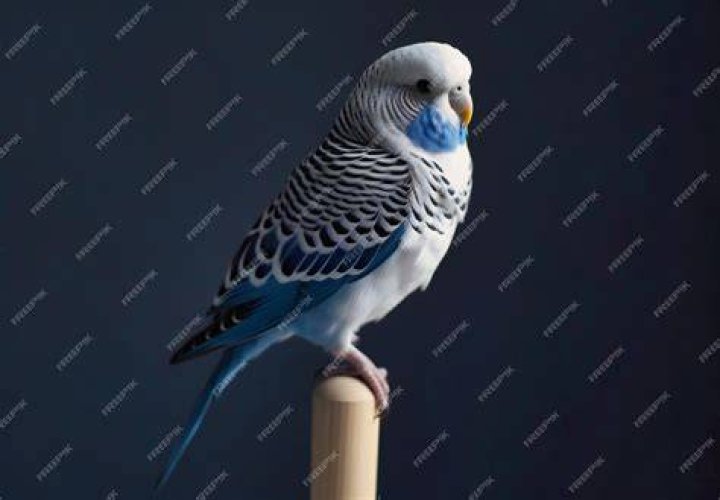 White budgie standing on a person's hands