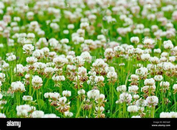 white clover flowers. Dutch clover on lawn in spring or summer garden. floral background. Blooming ecology nature landscape