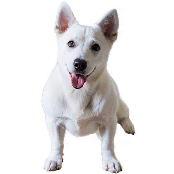 white dog licking