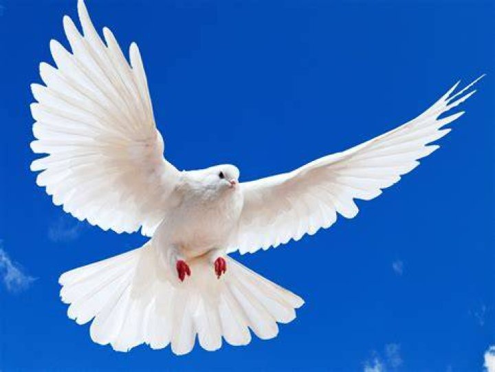 white dove