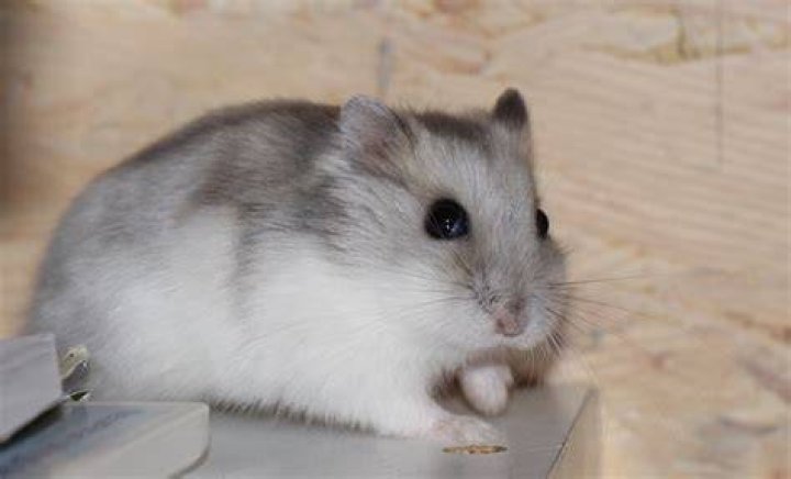 white hamster