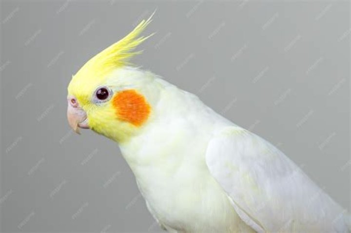 white lutino cockatiel_Wirestock Creators_shutterstock