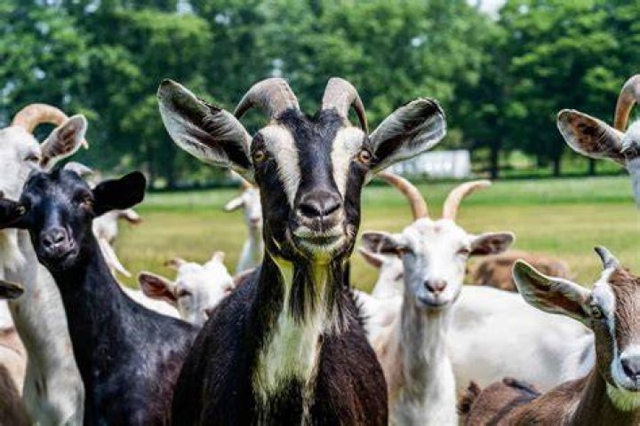 Who are the GOATs of all sports? A list of the greatest to play each sport