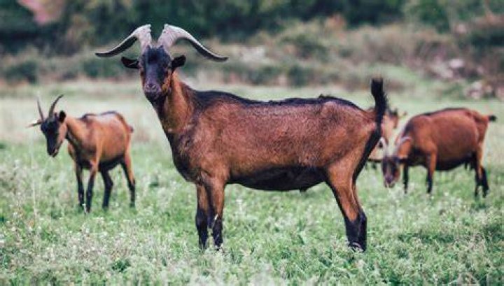 Who is considered the goat of baseball?