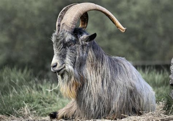 Who is the goat of baseball all time?