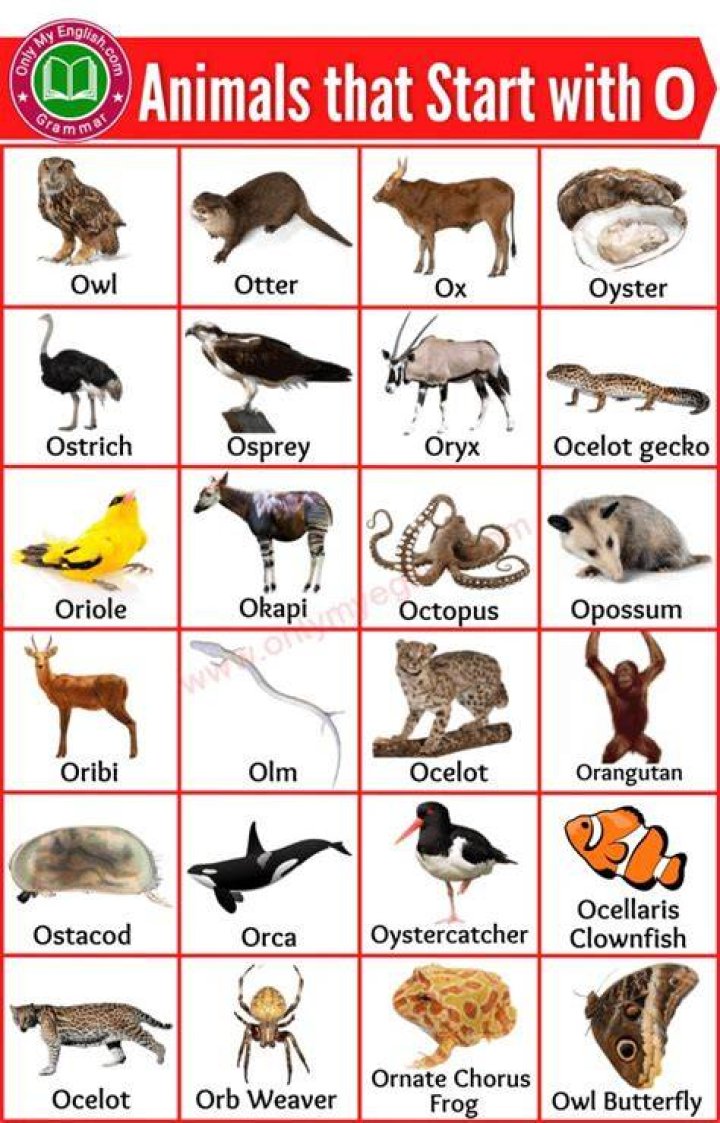 Wild animals that start with X Wild animals that start with X