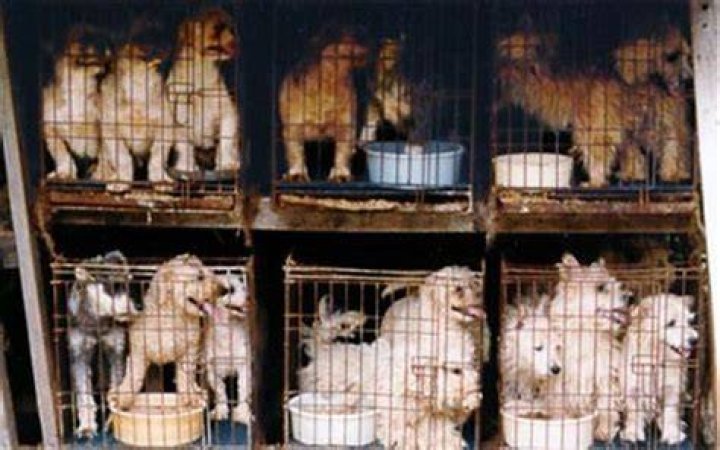 Wildlife trade - puppy mill