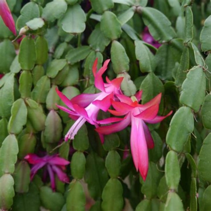 winter Cactus (Schlumbergera bridgesii)