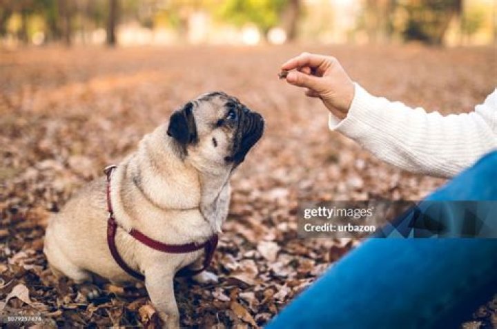 woman hang giving treat to a cat