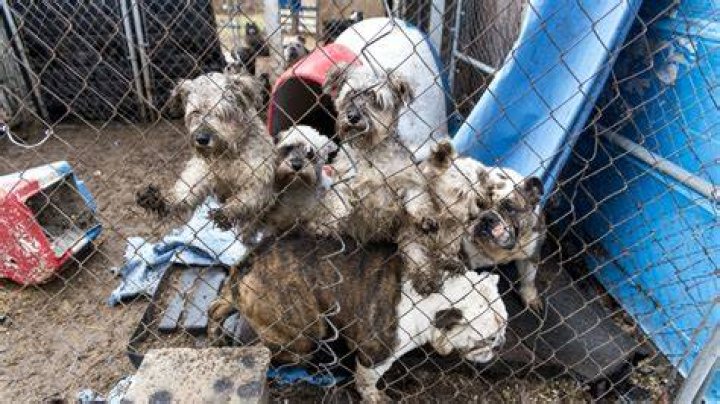World & US Puppy Mill Facts and Statistics