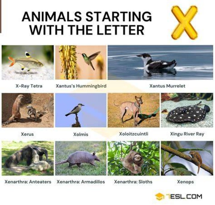 X animals X animals