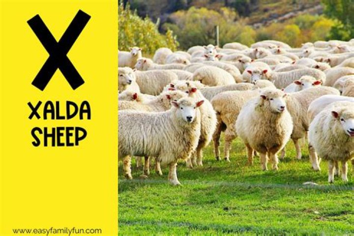 Xalda sheep on the farm Xalda sheep on the farm