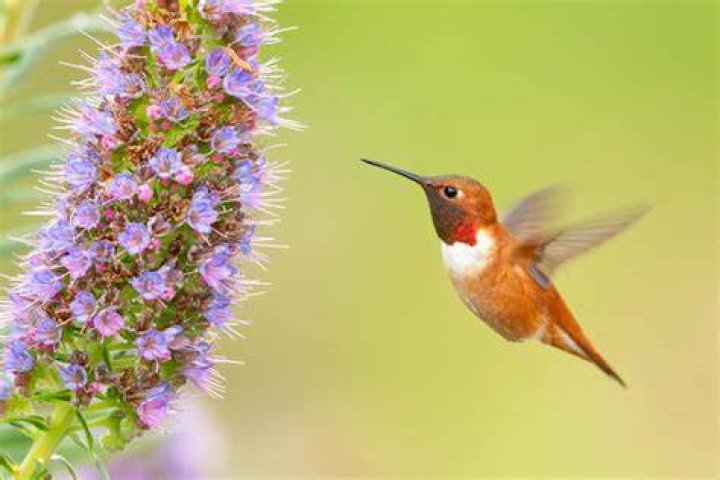 Xantus’s hummingbird sitting on a leaf Xantus’s hummingbird sitting on a leaf