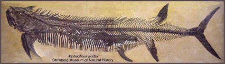 Xiphactinus in the deep sea Xiphactinus in the deep sea