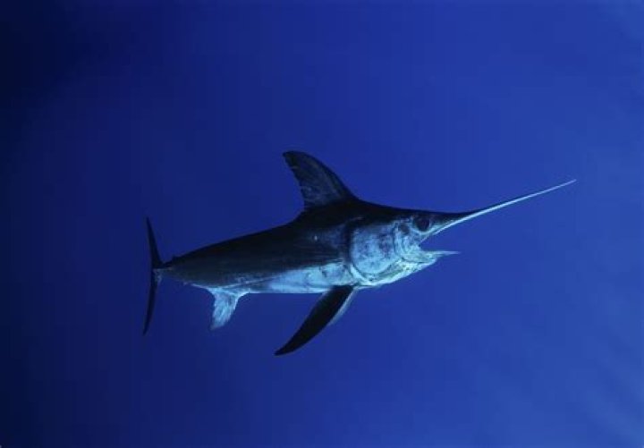 Xiphias gladius in the deep ocean Xiphias gladius in the deep ocean